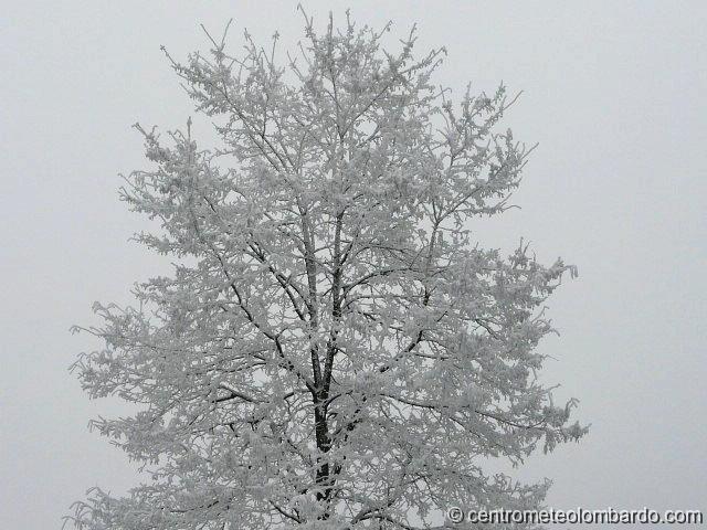 5.jpg - Pavia. 5 Gennaio, ore 15. La galaverna è riuscita ad accumulare qualche cm in modo estremamente locale: già a 200m di distanza, questo manto nevoso era completamente scomparso. (Tommasco Grieco)